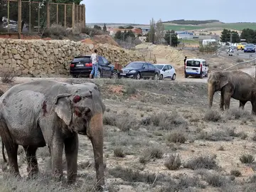 Uno de los elefantes que resultó herido tras volcar el camión en el que viajaba en la A-30, a su paso por Pozo Cañada (Albacete). Uno de los elefantes que resultó herido tras volcar el camión en el que viajaba en la A-30, a su paso por Pozo Cañada (Albacete).