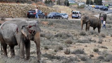 Uno de los elefantes que resultó herido tras volcar el camión en el que viajaba en la A-30, a su paso por Pozo Cañada (Albacete).