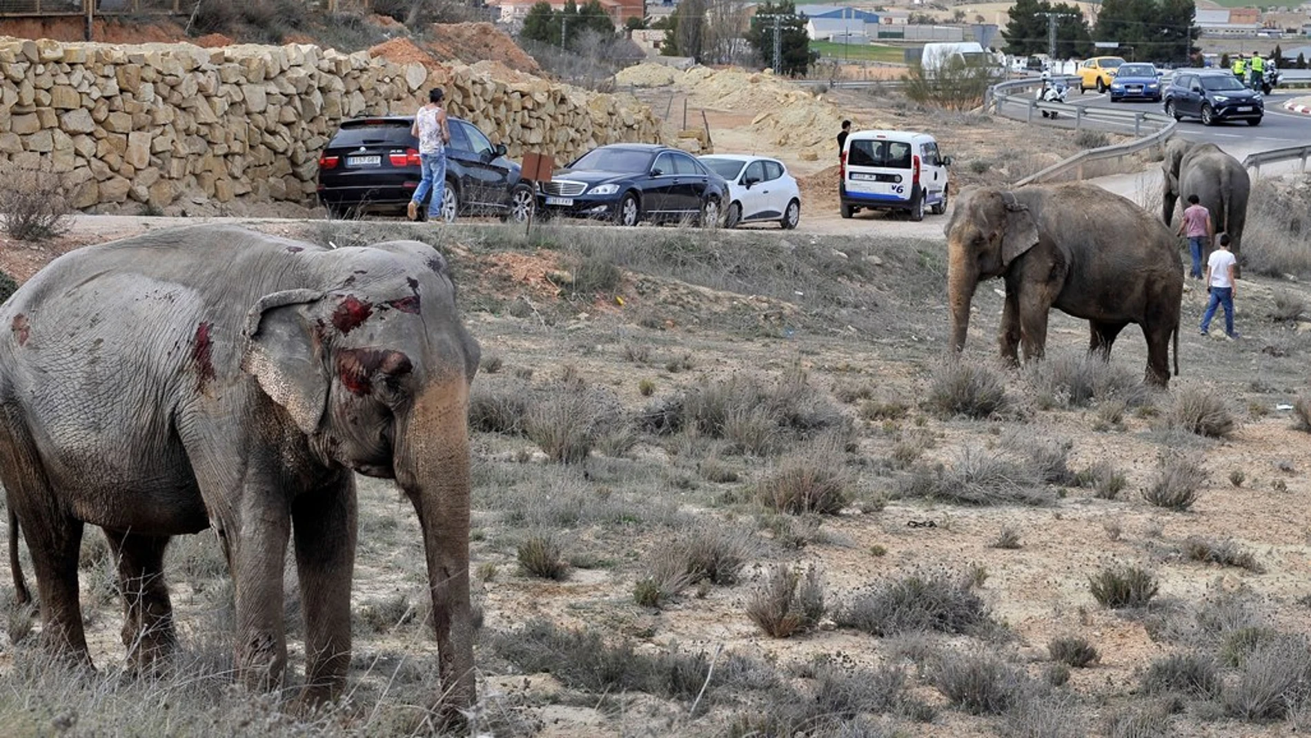 Uno de los elefantes que resultó herido tras volcar el camión en el que viajaba en la A-30, a su paso por Pozo Cañada (Albacete). Uno de los elefantes que resultó herido tras volcar el camión en el que viajaba en la A-30, a su paso por Pozo Cañada (Albacete).