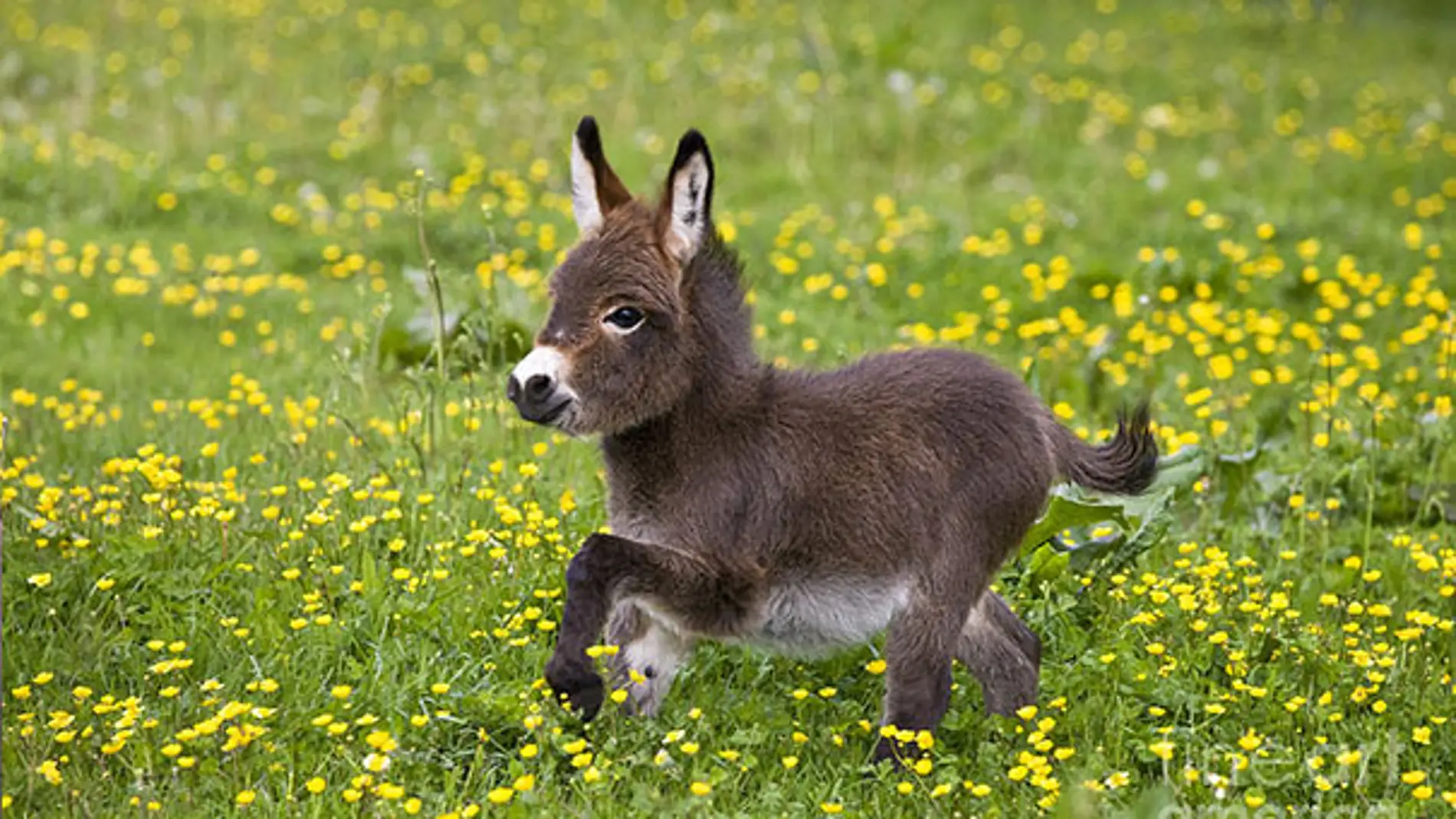 Pequeño burro