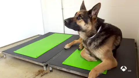 unidadcanina unidadcanina