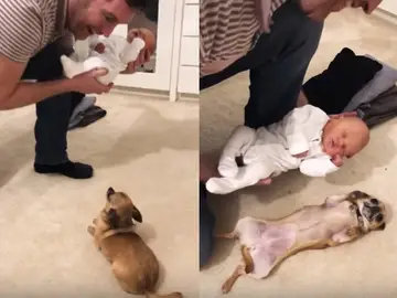 Un perro conoce al bebé de sus dueños Un perro conoce al bebé de sus dueños
