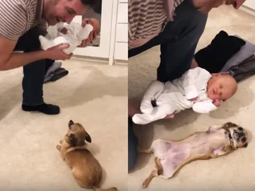 Un perro conoce al bebé de sus dueños Un perro conoce al bebé de sus dueños