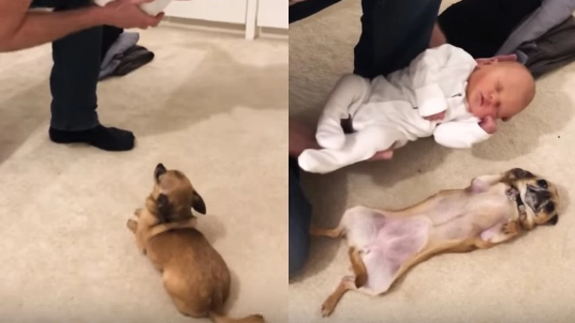 Un perro conoce al bebé de sus dueños Un perro conoce al bebé de sus dueños