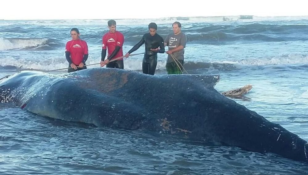 La ballena varada en Argentina