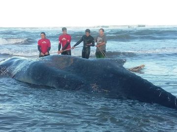 La ballena varada en Argentina