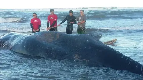 La ballena varada en Argentina La ballena varada en Argentina