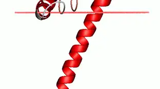 Estructura proteica de una pequeña proteina (stannin) Estructura proteica de una pequeña proteina (stannin)