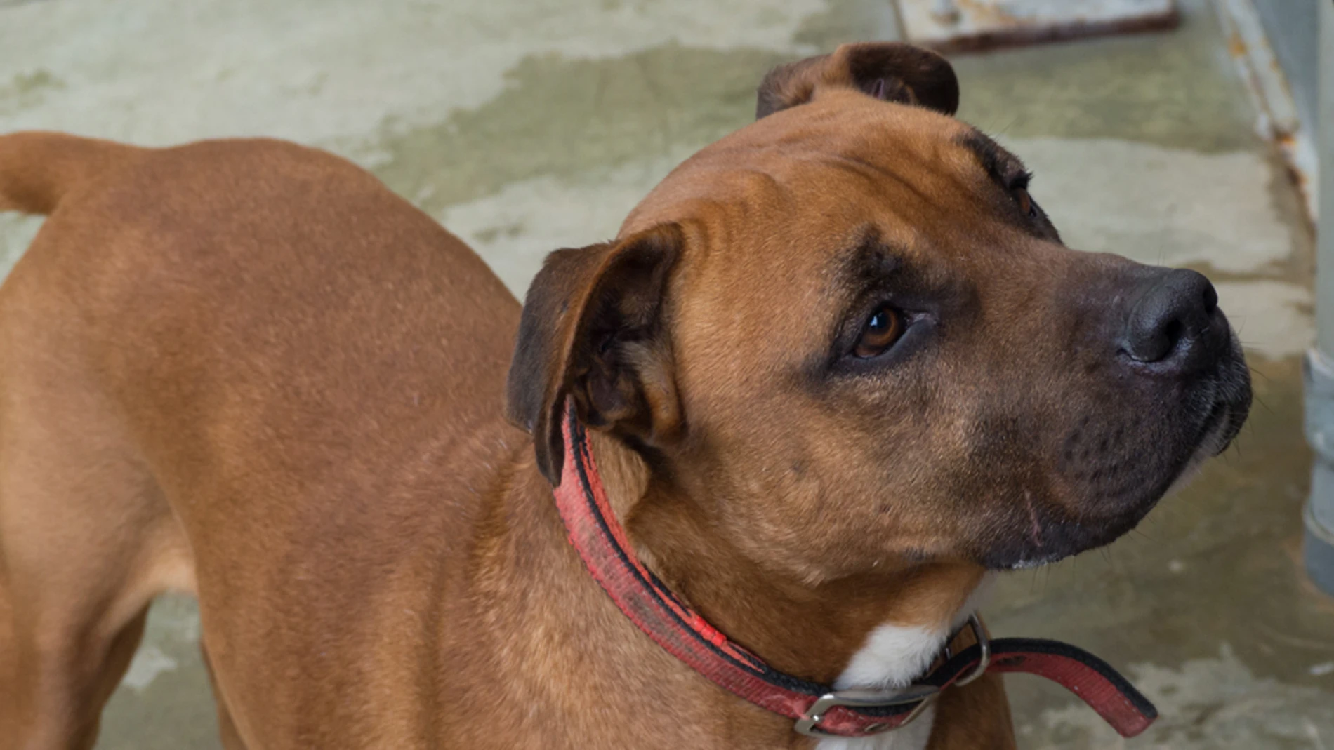 Uno de los perros que se puede adoptar en el Centro de Acogida de Animales de Compañía de Barcelona Uno de los perros que se puede adoptar en el Centro de Acogida de Animales de Compañía de Barcelona