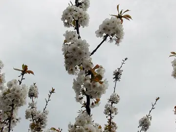Piden a los visitantes del Jerte que no arranquen las ramas de los cerezos Piden a los visitantes del Jerte que no arranquen las ramas de los cerezos