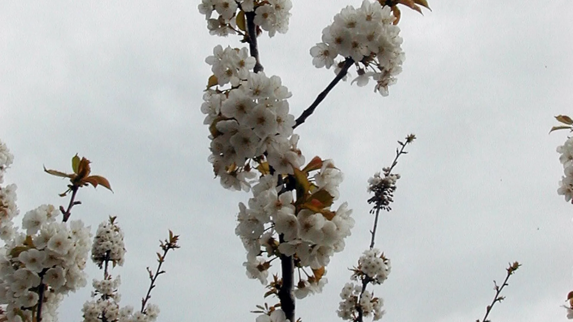Piden a los visitantes del Jerte que no arranquen las ramas de los cerezos Piden a los visitantes del Jerte que no arranquen las ramas de los cerezos