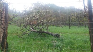 Un niño de cinco años, herido grave tras sufrir la caída de un árbol en San Sebastián