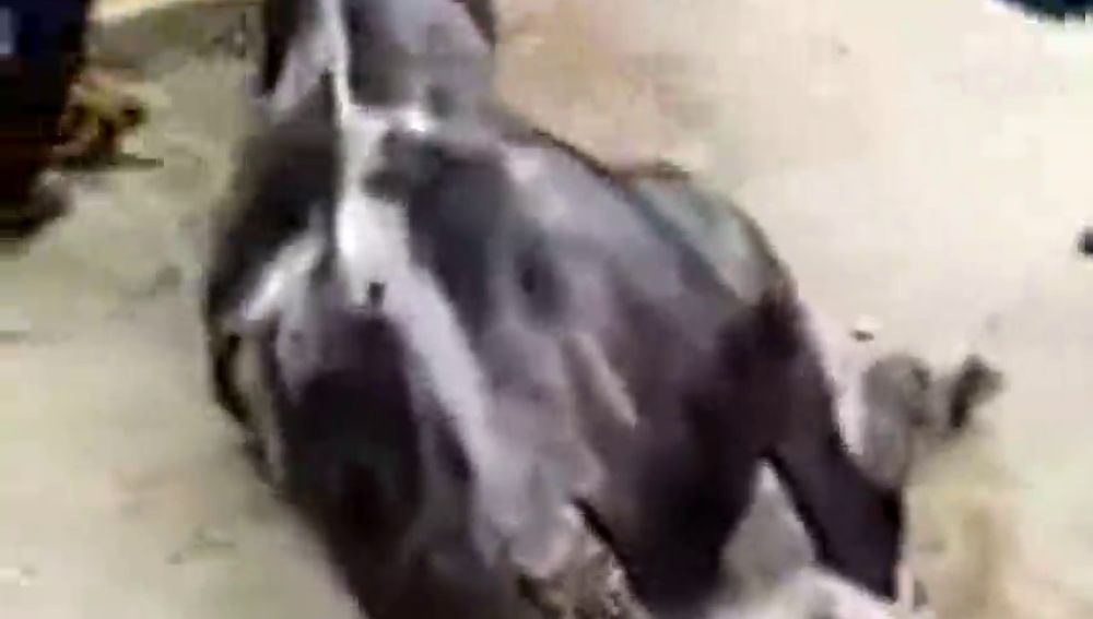 Denuncia la muerte de un caballo a causa de un cólico durante la Feria de Abril de Sevilla