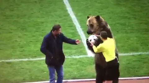 Un oso da el balón a un árbitro de fútbol Un oso da el balón a un árbitro de fútbol