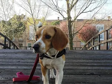 Un perro paseando Un perro paseando