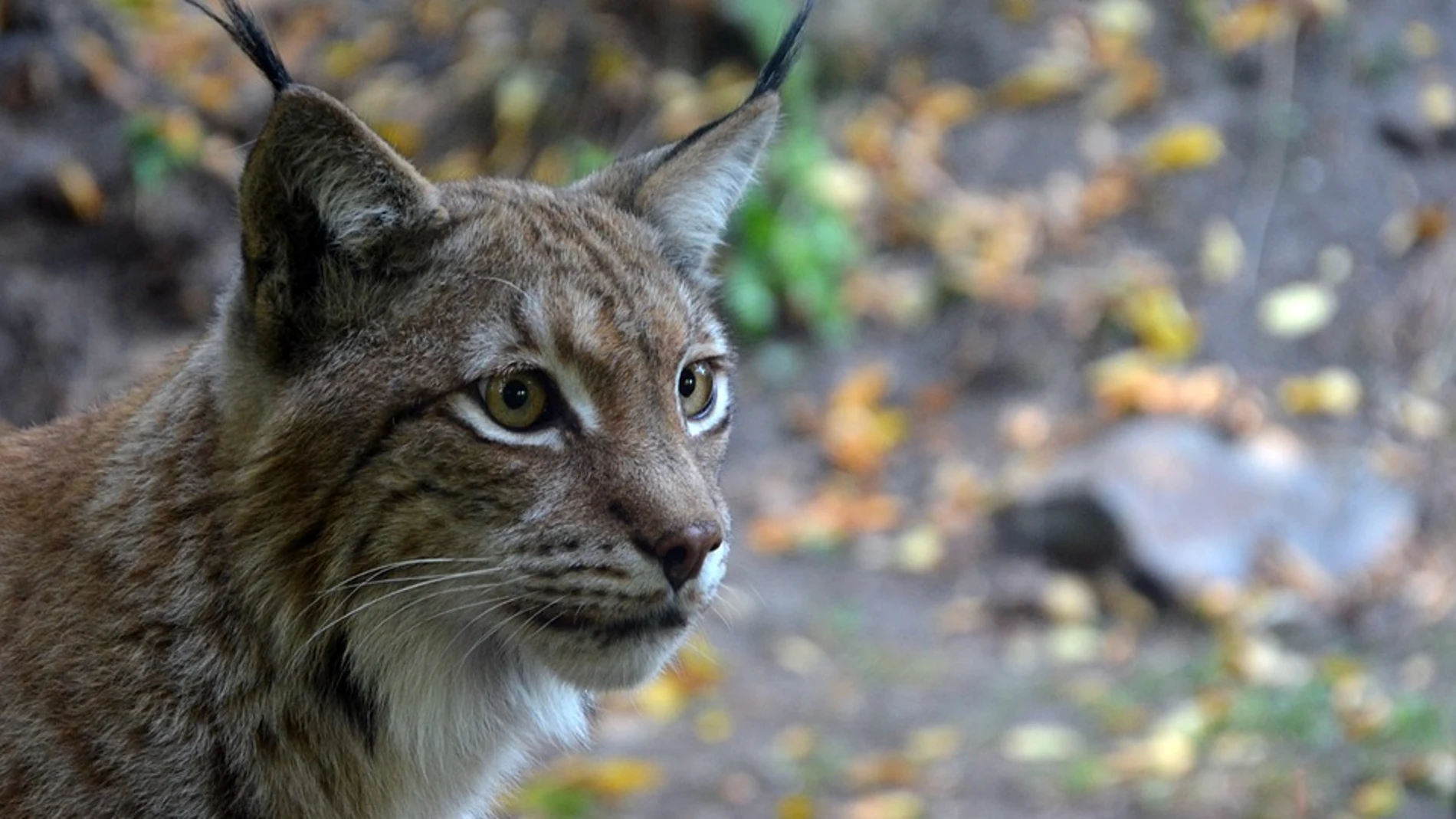 Lince Lince