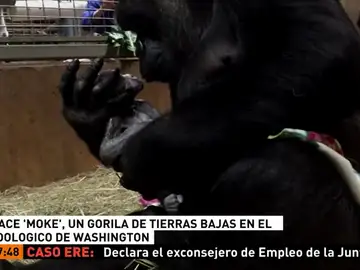 Nace en un zoológico de Washington un gorila de tierras bajas, una especie en peligro de extinció Nace en un zoológico de Washington un gorila de tierras bajas, una especie en peligro de extinció