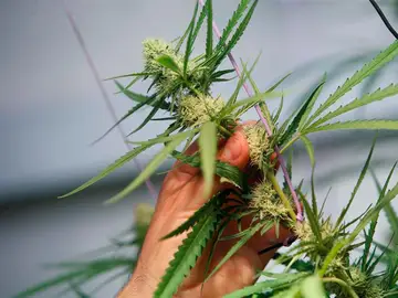 Una planta de marihuana Una planta de marihuana