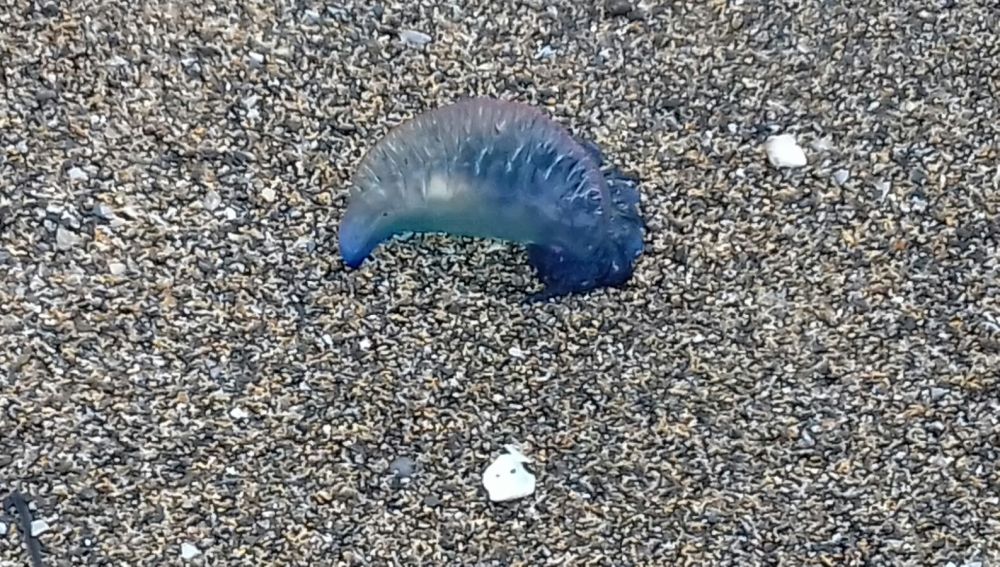 Medusas Carabela portuguesas