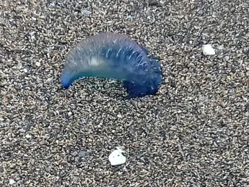 Medusas Carabela portuguesas Medusas Carabela portuguesas