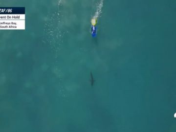 Suspenden la Liga Mundial de Surf en Australia por ataques de tiburones