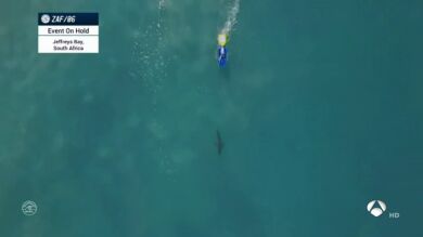 Suspenden la Liga Mundial de Surf en Australia por ataques de tiburones