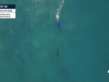 Suspenden la Liga Mundial de Surf en Australia por ataques de tiburones