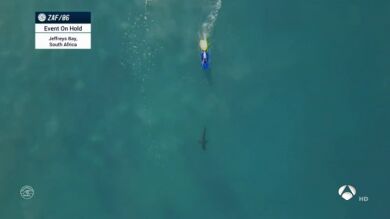 Suspenden la Liga Mundial de Surf en Australia por ataques de tiburones