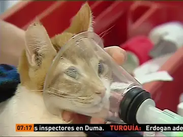 Un implante hecho con una impresora en 3D para un gato Un implante hecho con una impresora en 3D para un gato