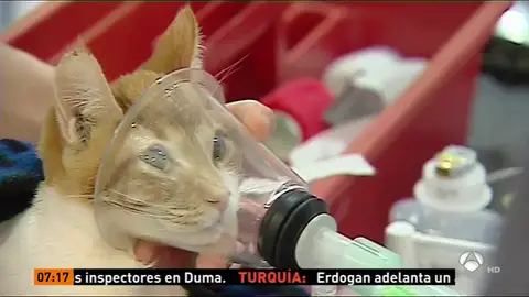Un implante hecho con una impresora en 3D para un gato Un implante hecho con una impresora en 3D para un gato