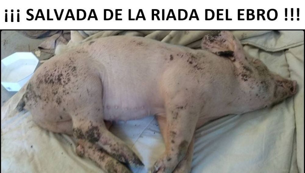 Jaio, la cerdita rescatada del Ebro