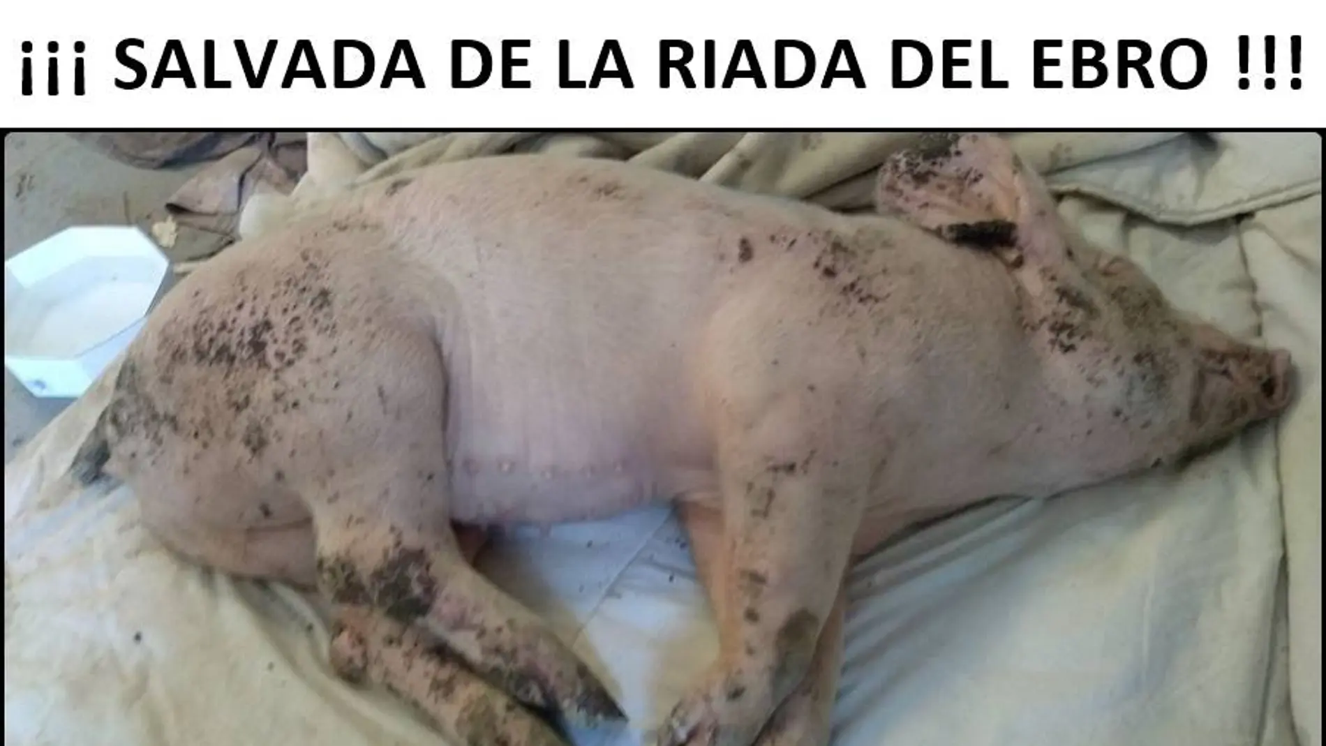 Jaio, la cerdita rescatada del Ebro Jaio, la cerdita rescatada del Ebro