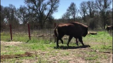 Segovia acoge once bisontes europeos 