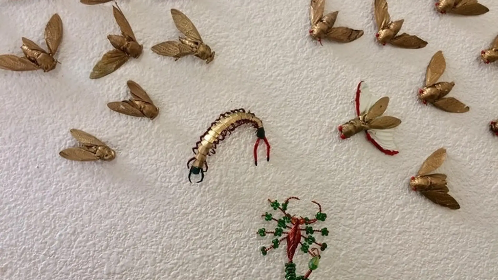 Insectos disecados