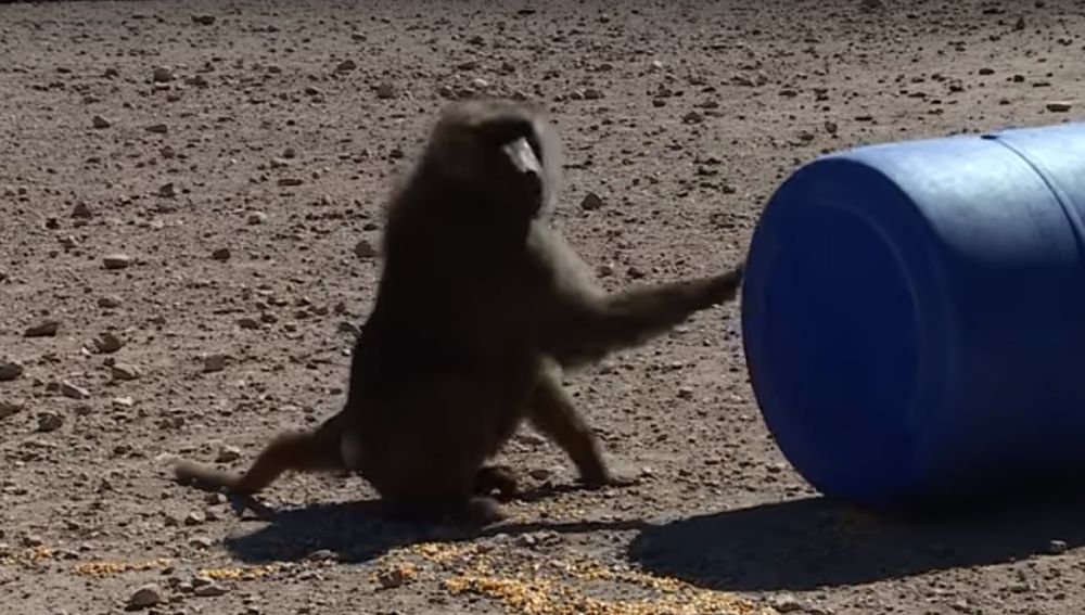 Uno de los monos con un barril