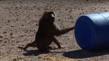 Uno de los monos con un barril