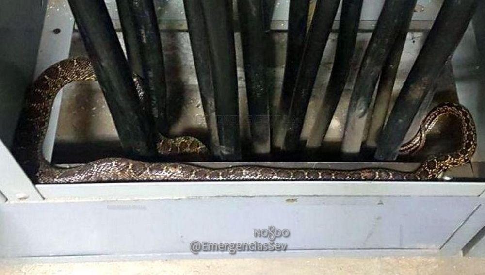 La serpiente capturada en la Feria de Sevilla