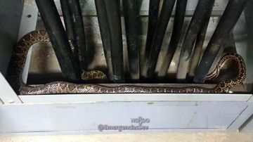 La serpiente capturada en la Feria de Sevilla