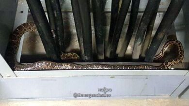 Capturan en el recinto de la Feria de Sevilla a una serpiente de 1,5 metros