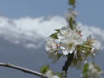 Las intensas lluvias de las últimas semanas han retrasado la floración de los cerezos Las intensas lluvias de las últimas semanas han retrasado la floración de los cerezos
