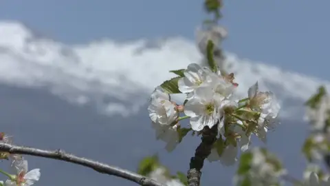Las intensas lluvias de las últimas semanas han retrasado la floración de los cerezos Las intensas lluvias de las últimas semanas han retrasado la floración de los cerezos