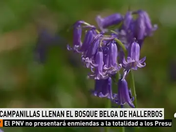 El bosque Hallerbos en Bélgica se llena de campanillas El bosque Hallerbos en Bélgica se llena de campanillas