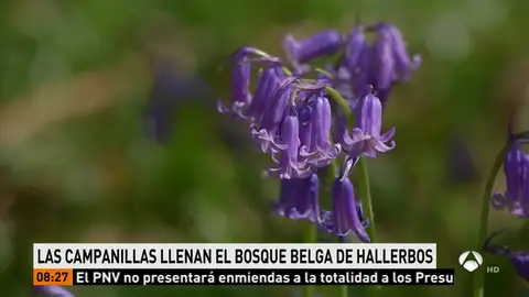 El bosque Hallerbos en Bélgica se llena de campanillas El bosque Hallerbos en Bélgica se llena de campanillas