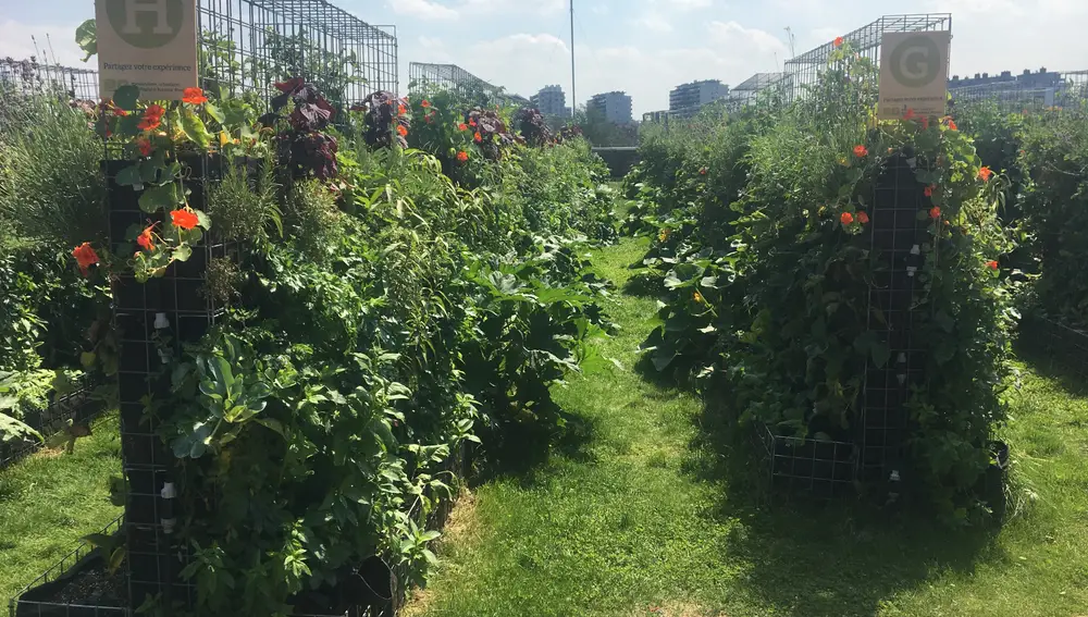 Un proyecto de cultivas frutas y verduras en las azoteas de París.