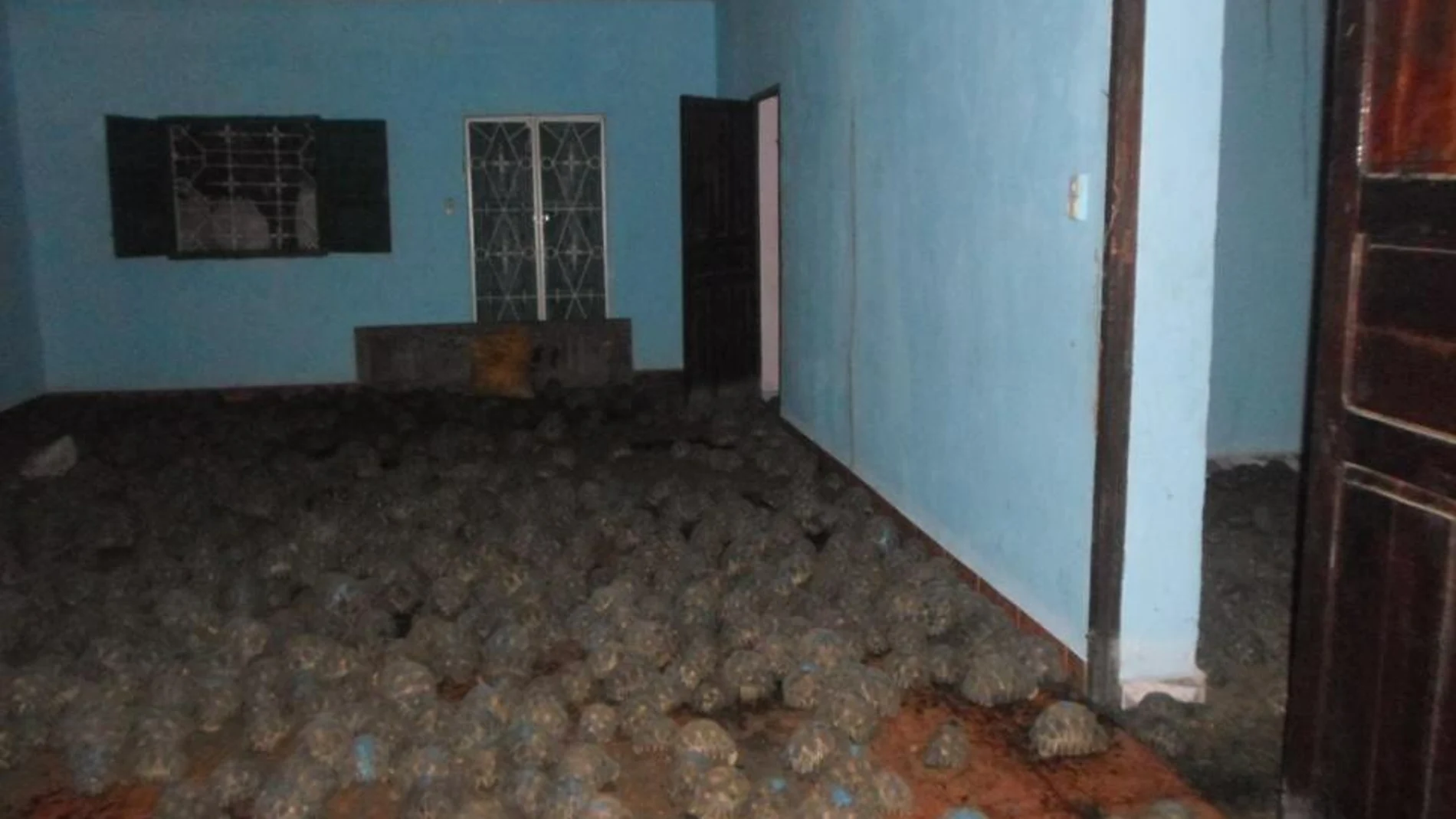 Rescatadas más de 10.000 tortugas de una vivienda Rescatadas más de 10.000 tortugas de una vivienda