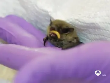 Murciélagos pipistrellus Murciélagos pipistrellus