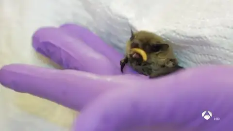 Murciélagos pipistrellus Murciélagos pipistrellus