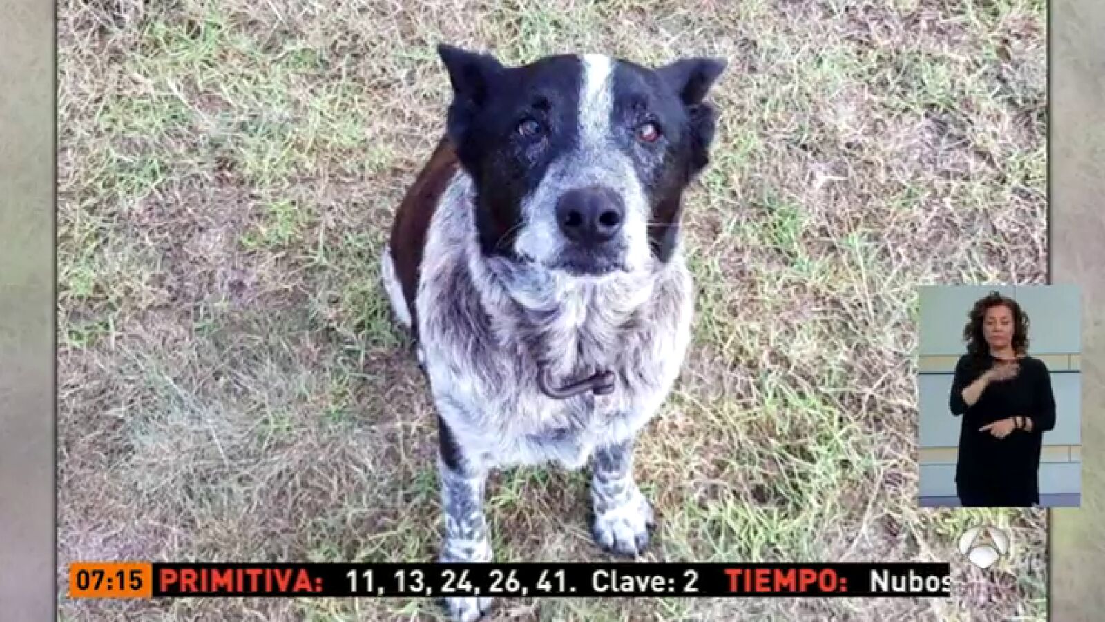 Un perro sordo y medio ciego protege a una niña de 3 años perdida en un bosque australiano durante toda la noche a la intemperie