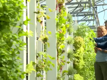 Elegir en el restaurante la lechuga que se desea gracias a huertos verticales Elegir en el restaurante la lechuga que se desea gracias a huertos verticales