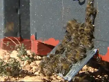 La UE da luz verde a restringir el uso de pesticidas dañinos para las abejas La UE da luz verde a restringir el uso de pesticidas dañinos para las abejas